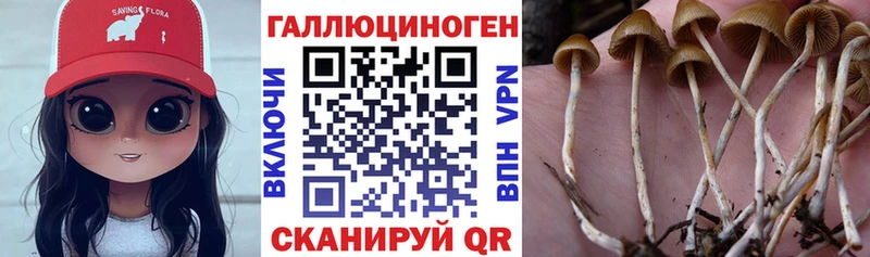 omg ссылки  наркотики  Красный Сулин  Галлюциногенные грибы Cubensis 